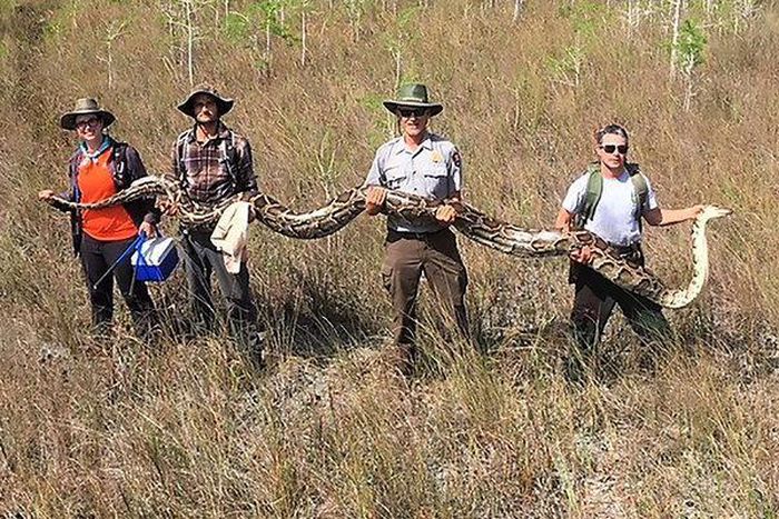 A 17-foot Burmese python was found in Florida, what was it even doing there?