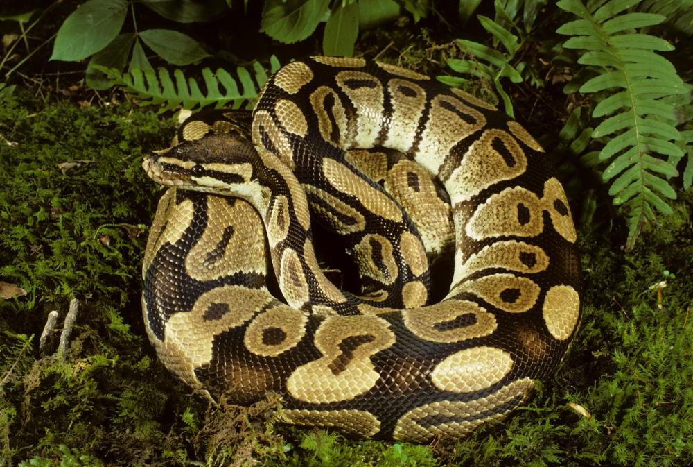 Kill a python, go to jail, Zoo manager warn Nigerians