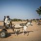 Water vendors in the arid Ouaddai district of Chad travel back and forth between meagre supplies and needy folk in town