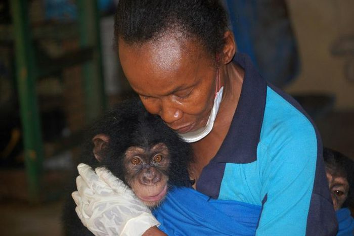 The Tacugama Chimpanzee Sanctuary has welcomed record numbers of orphaned chimps, victims of the relentless expansion of human activities