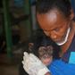 The Tacugama Chimpanzee Sanctuary has welcomed record numbers of orphaned chimps, victims of the relentless expansion of human activities