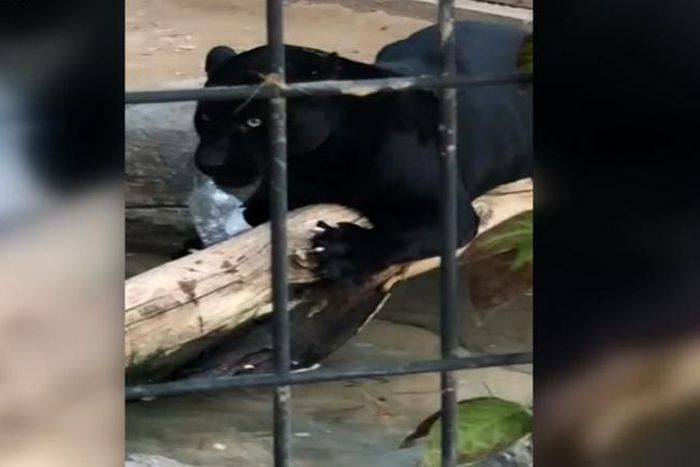 Jaguar attacks woman at Arizona zoo, and the woman apologizes