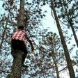 A Honduran worker marks a pine tree infested with the deadly southern pine beetle