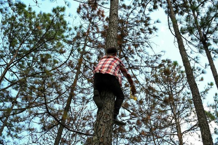 A Honduran worker marks a pine tree infested with the deadly southern pine beetle