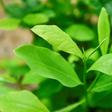 Coca leaves pictured at a plantation in the Catatumbo region, where many farmers have returned to the crop, frustrated at the government's failure to implement a crop substitution plan