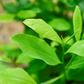 Coca leaves pictured at a plantation in the Catatumbo region, where many farmers have returned to the crop, frustrated at the government's failure to implement a crop substitution plan