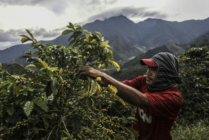 Coffee is Colombia's top export, ahead of oil and mining, but the country doesn't control the sale price