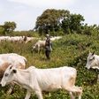 Police arraign 3 farmers for poisoning, killing 3 cows