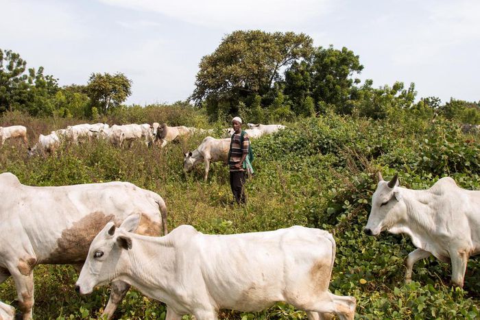 Police arraign 3 farmers for poisoning, killing 3 cows