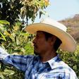 A farmer works at an avocado plantation in El Carmen ranch in the community of Tochimilco, Mexico