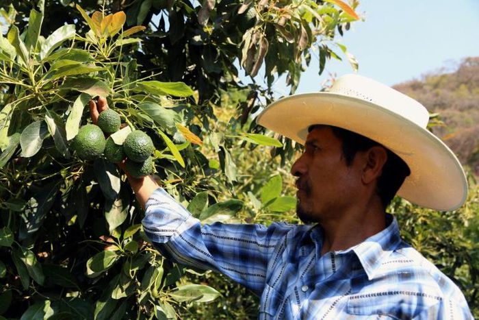 A farmer works at an avocado plantation in El Carmen ranch in the community of Tochimilco, Mexico