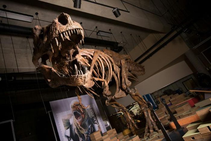 Nicknamed Scotty for a celebratory bottle of scotch consumed the night it was discovered, the T. rex was 13 meters (yards) long and probably weighed more than 8,800 kilos (19,400 pounds)