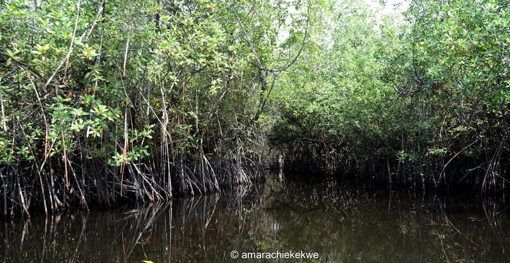 Boat ride through the mangroves to Bab's Dock [Amarachi Ekekwe]