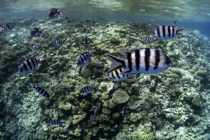 The Red Sea's unique coral reefs are threatened by ocean plastic