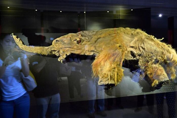 The frozen carcass of a female mammoth on display in Yokohama a few years ago.