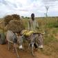Niger has a population of more than 1.5 million donkeys