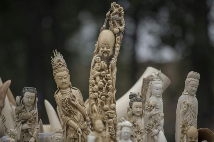 China banned ivory imports in 2015, part of an attempt to rein in what used to be the product's largest market in the world