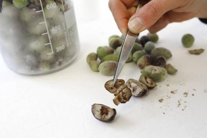 Food and Agriculture Organization (FAO)