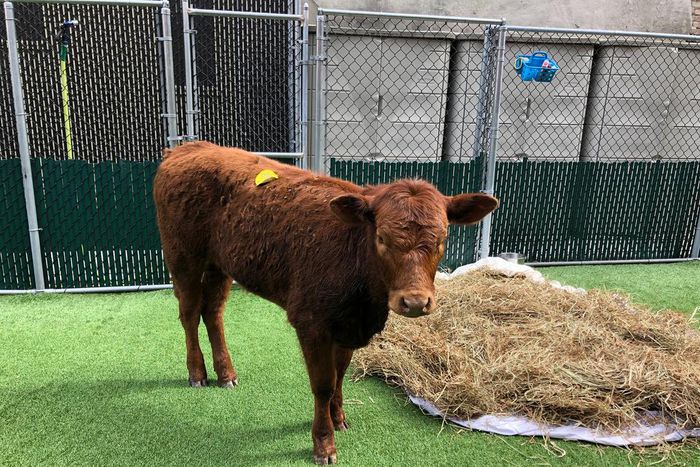 Slaughter-Bound Calf Escapes on Expressway, Earning New Name and a Life of Leisure