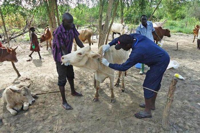 Jigawa LG to vaccinate 21,300 livestock – Official [dailytrust]