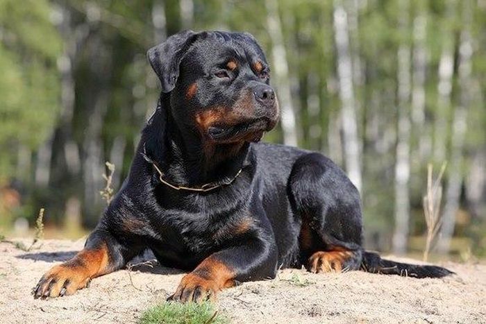 A Rottweiler.