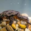 Happily, the first date between Romeo, once the last-known Sehuencas water frog, and Juliet, who was discovered deep inside a Bolivian cloud forest, went so well the two have been living together in the male's aquarium since