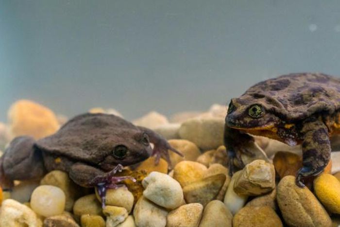 Happily, the first date between Romeo, once the last-known Sehuencas water frog, and Juliet, who was discovered deep inside a Bolivian cloud forest, went so well the two have been living together in the male's aquarium since