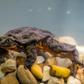 Happily, the first date between Romeo, once the last-known Sehuencas water frog, and Juliet, who was discovered deep inside a Bolivian cloud forest, went so well the two have been living together in the male's aquarium since