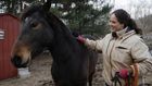 Want to Adopt a Wild Horse? The Government Will Pay You $1,000