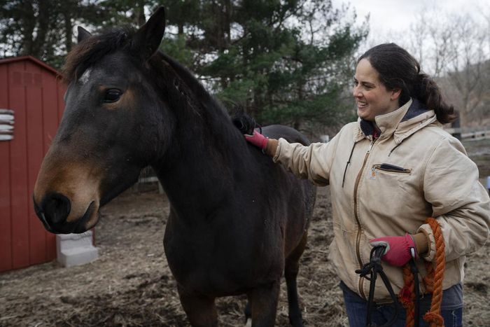 Want to Adopt a Wild Horse? The Government Will Pay You $1,000