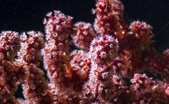 'Dr. Seuss' Garden' Yields a Deep-Sea Discovery, but It Already Faces Threats