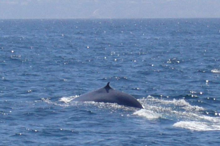 A blue whale off the coast of Los Angeles