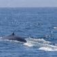 A blue whale off the coast of Los Angeles