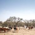 A stock-breeder with cattle on a trail in Chad's Ouaddai region, where changing conditions contribute to clashes between nomads and settled farmers