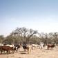 A stock-breeder with cattle on a trail in Chad's Ouaddai region, where changing conditions contribute to clashes between nomads and settled farmers