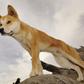 Dingo attacks on humans are very rare, but authorities in Australia have put down two after a French tourist and her son were bitten on Fraser Island
