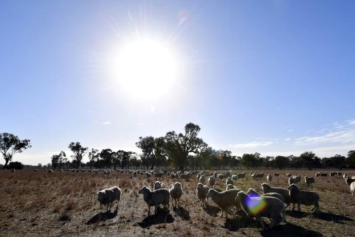Meteorologists say weather patterns over the Indian and Pacific oceans have contributed to recent higher temperatures, but that long-term climate change trends are also involved