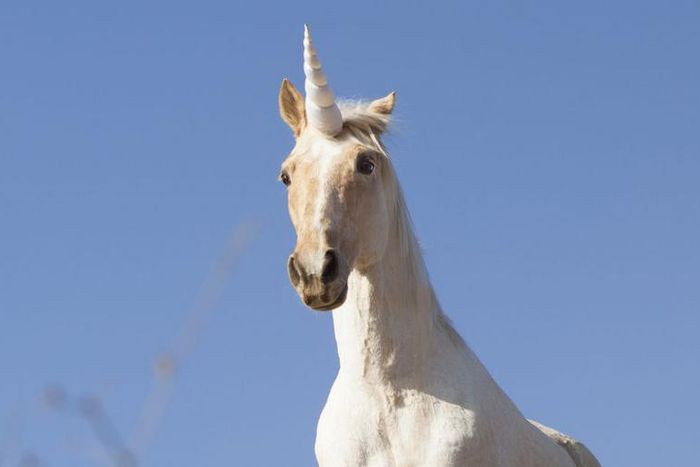 See Dr. Pimple Popper Remove a Giant Forehead Cyst