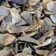 Pangolin scales are used in traditional Chinese medicine but have no scientifically proven benefits