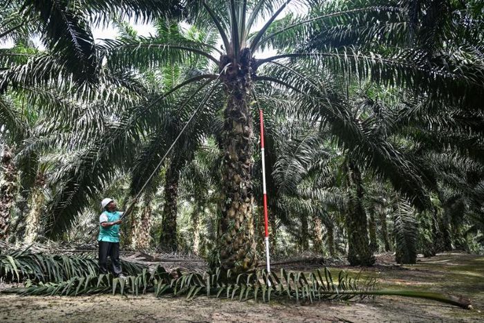 Malaysia is running a breeding programme for dwarf palm oil trees which scientists hope will cut costs and limit environmental damage from the controversial industry