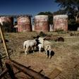 Critics blame the forced evictions of white farmers for a collapse in Zimbabwe's agricultural production