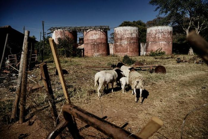 Critics blame the forced evictions of white farmers for a collapse in Zimbabwe's agricultural production