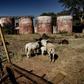 Critics blame the forced evictions of white farmers for a collapse in Zimbabwe's agricultural production