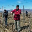 Georgia's winemaking tradition stretches back thousands of years