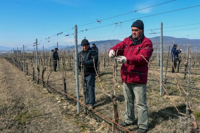 Georgia's winemaking tradition stretches back thousands of years