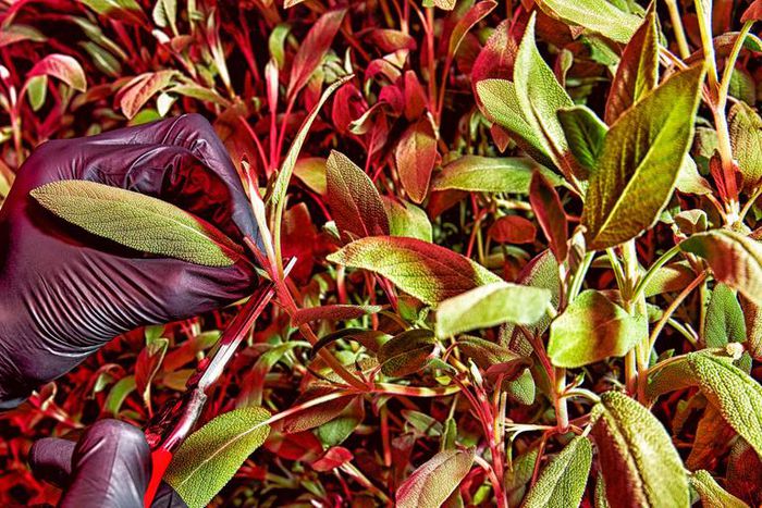 Who Will Save the Future of Food?