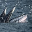 Bryde's whales can weigh up to 30 tons when mature and typically eat krill and fish