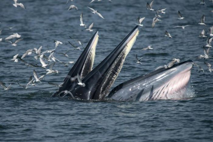 Bryde's whales can weigh up to 30 tons when mature and typically eat krill and fish
