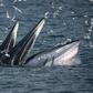 Bryde's whales can weigh up to 30 tons when mature and typically eat krill and fish