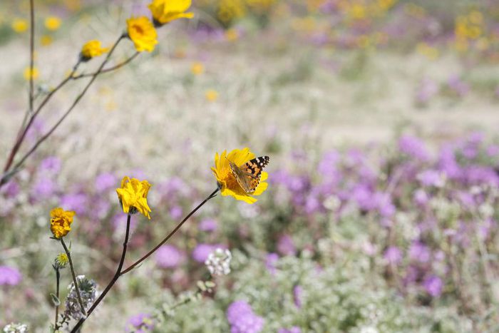 Butterflies, by the Millions, That Beguile and, Alas, Bespatter
